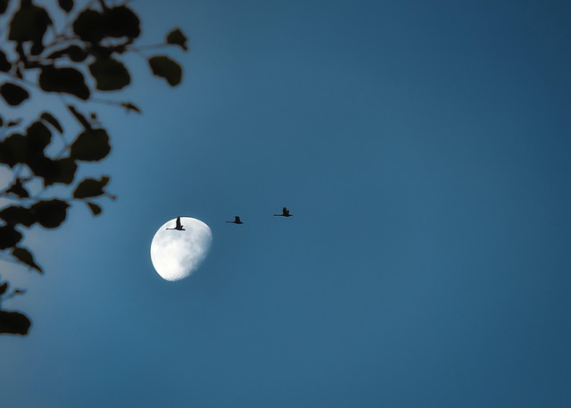 crane