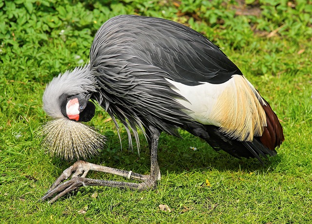 crane