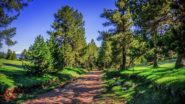 forestry