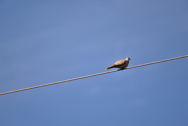 wire rope
