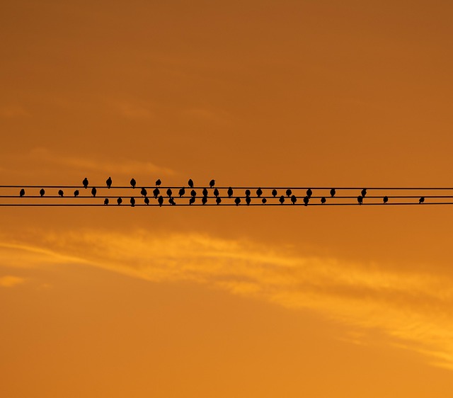 wire rope
