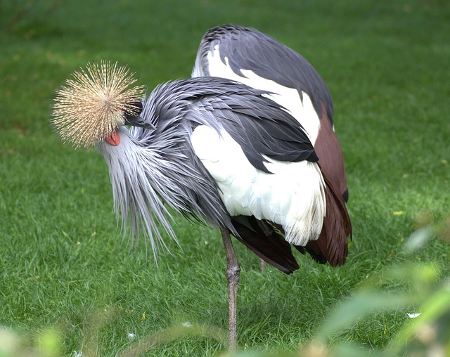 crane