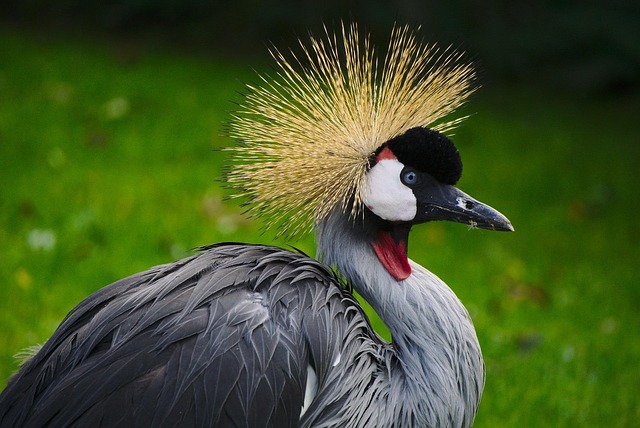 crane