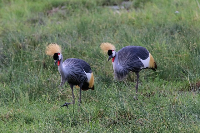 crane