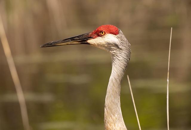 crane