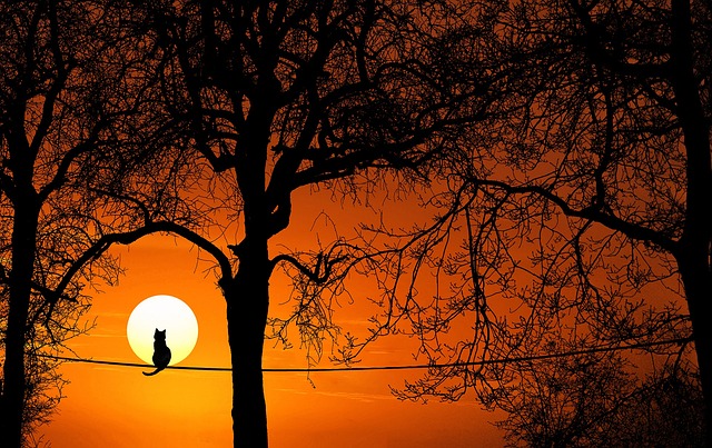 wire-rope
