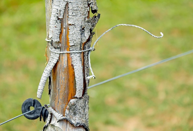 wire rope