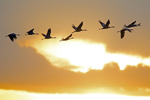 crane