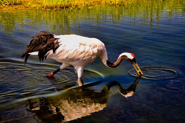 crane