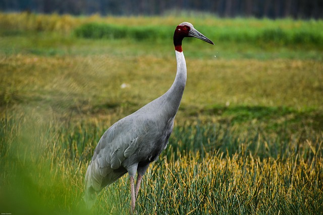 crane