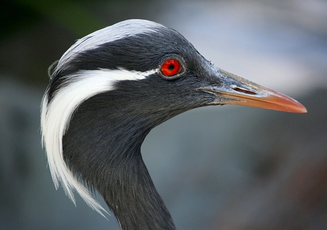 crane