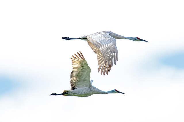 crane