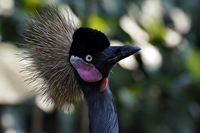 crane