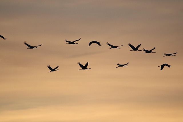 crane