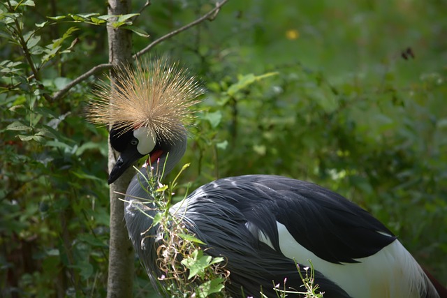 crane