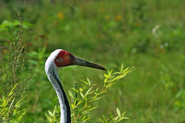 crane